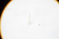 Bacillariophyceae