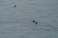 Fratercula corniculata