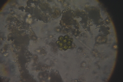 Coelastrum