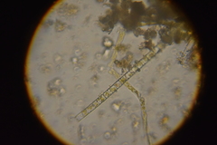 Aulacoseira