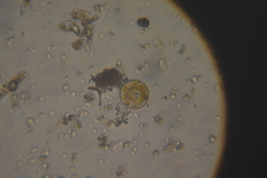 Coscinodiscophycidae