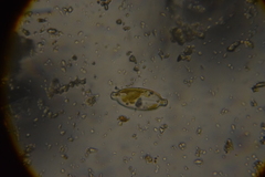 Encyonopsis microcephala