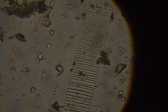 Bacillariophyceae