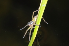 Diapontia
