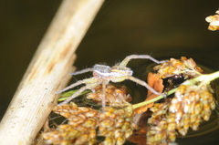 Diapontia