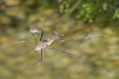 Gerromorpha