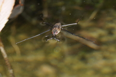 Gerromorpha