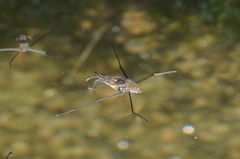Gerromorpha