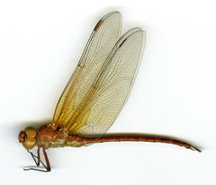 Coryphaeschna perrensi