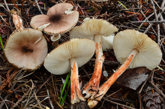 Leucoagaricus flammeotinctoides
