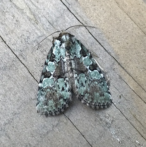Marbled-green Leuconycta Moth photo 6