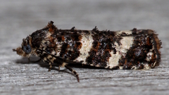 Scolioplecta comptana