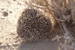 Hemiechinus auritus
