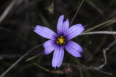 Sisyrinchium chilense