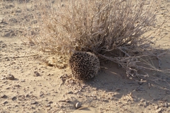 Hemiechinus auritus