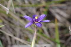 Sisyrinchium chilense