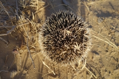 Hemiechinus auritus