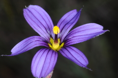 Sisyrinchium chilense