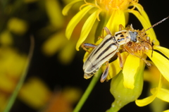 Chauliognathus scriptus