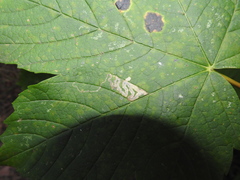 Stigmella speciosa