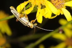 Chauliognathus scriptus