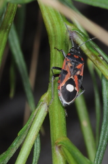 Lygaeus alboornatus