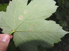 Stigmella speciosa