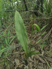 Eulophia cernua