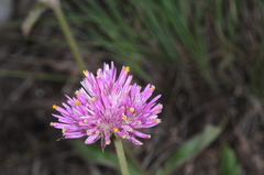 Gomphrena pulchella