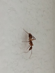 Camponotus variegatus