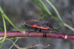 Largus rufipennis