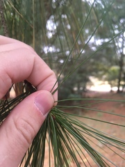 Pinus ayacahuite