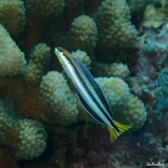 Gosline's Fangblenny photo 5