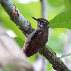 Slender-Billed Xenops photo 4