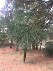 Pinus ayacahuite