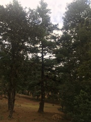 Pinus ayacahuite