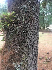 Pinus ayacahuite