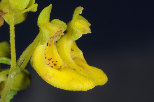 Calceolaria teucrioides (Calceolaria teucrioides)