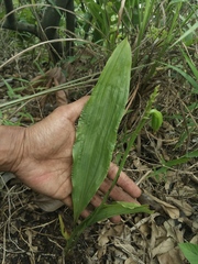 Eulophia cernua
