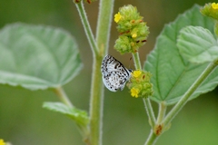 Leptotes cassius