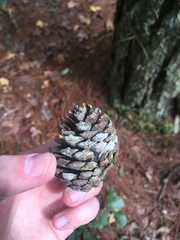 Pinus oocarpa