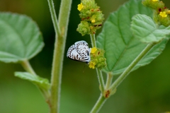 Leptotes cassius