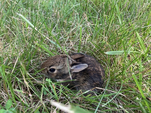 Eastern Cottontail photographed in Connecticut