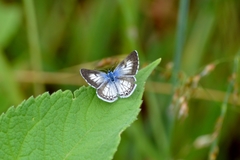 Leptotes cassius