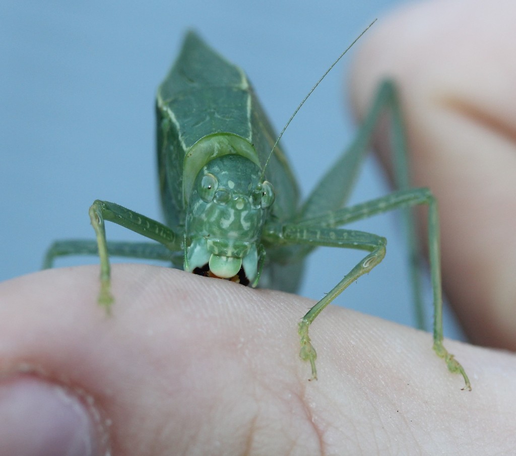Greater angle-wing katydid (Microcentrum rhombifolium)