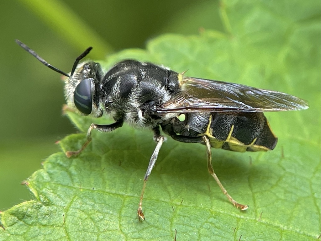 Stratiomys meigenii