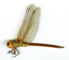 Coryphaeschna perrensi