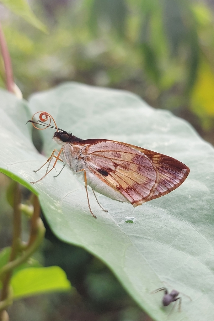 Ebusus ebusus