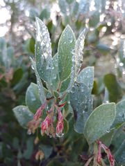 Arctostaphylos viscida pulchella