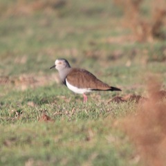 Vanellus melanopterus